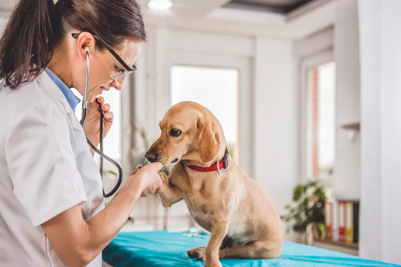 Vizita la veterinar fara stres