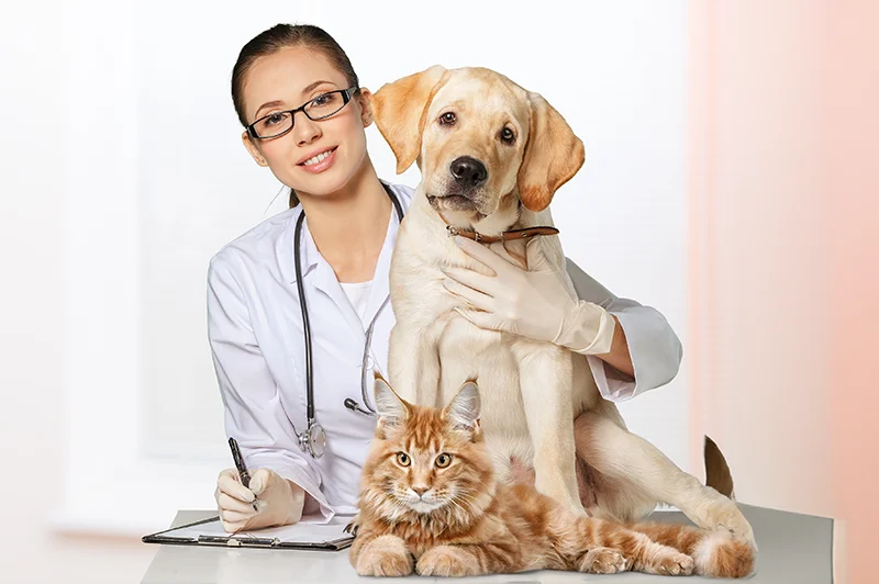 arcadia-vet_medicatie-anxiolotica_articol-site_zdi_1200x600pxarticol-site-800x532px