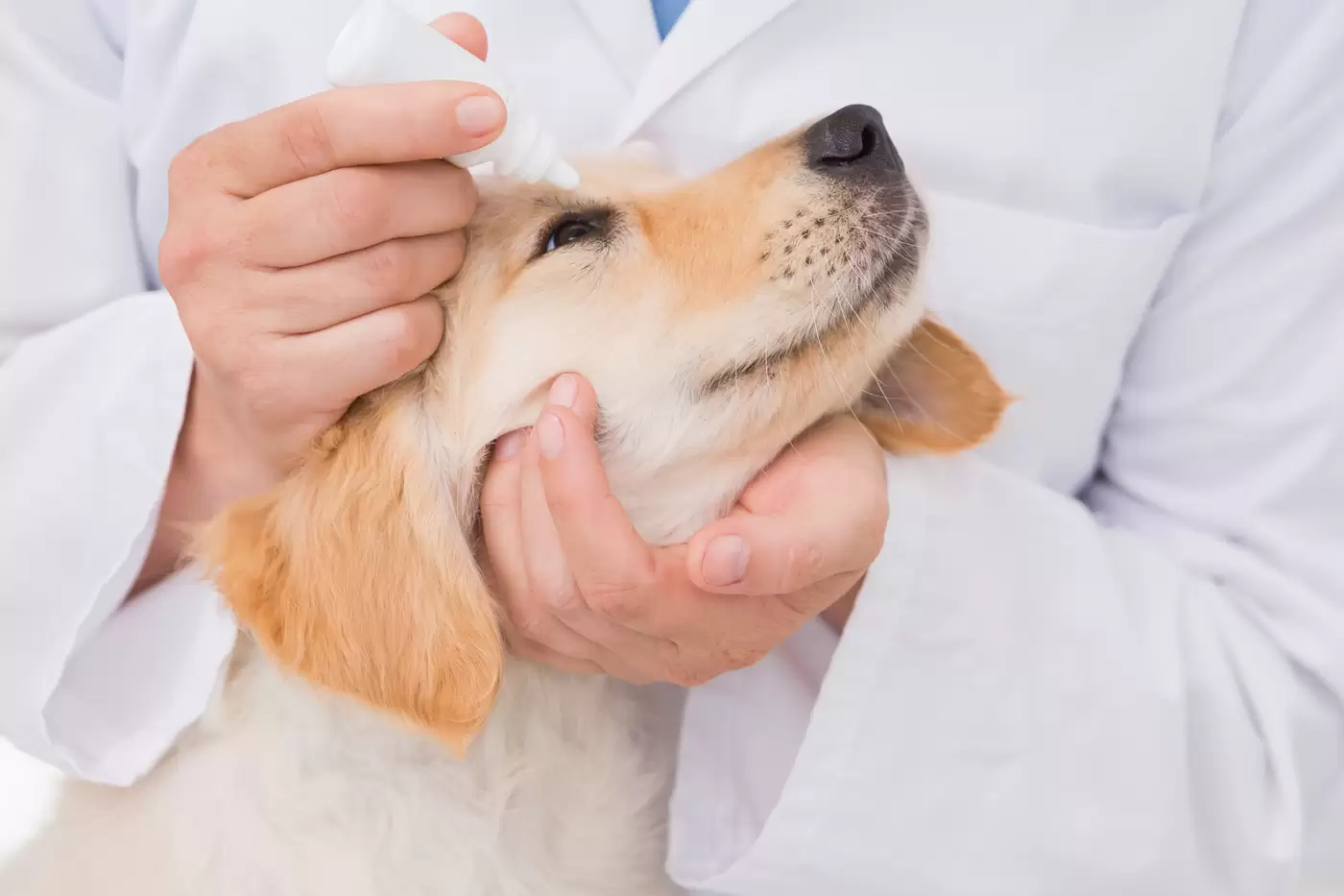 Tratament Ocular Pets Land