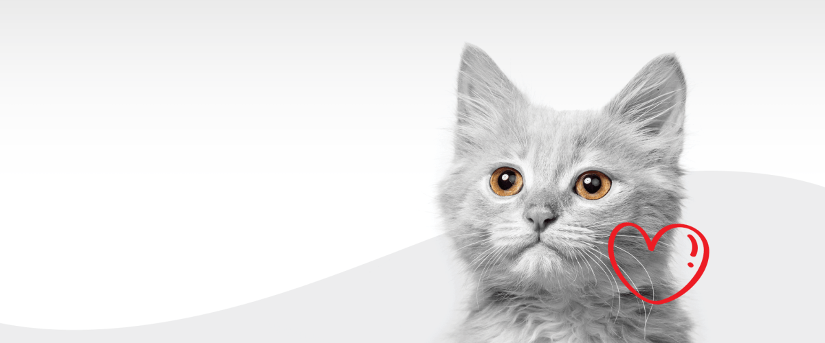 ArcadiaVet Spital Veterinar Iași ArcadiaVet