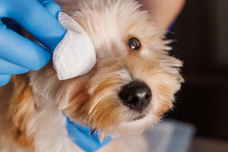 arcadia-vet_articol_epifora-animale-companie_articol-site